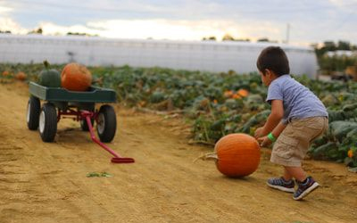 Boy Rolls Pumpking Toward Wagon In Pumpkin Patch