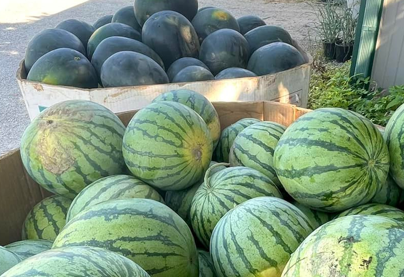 Boxes Full Of Melons