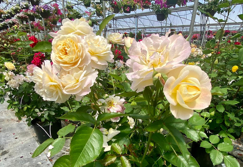 Perenial White Roses