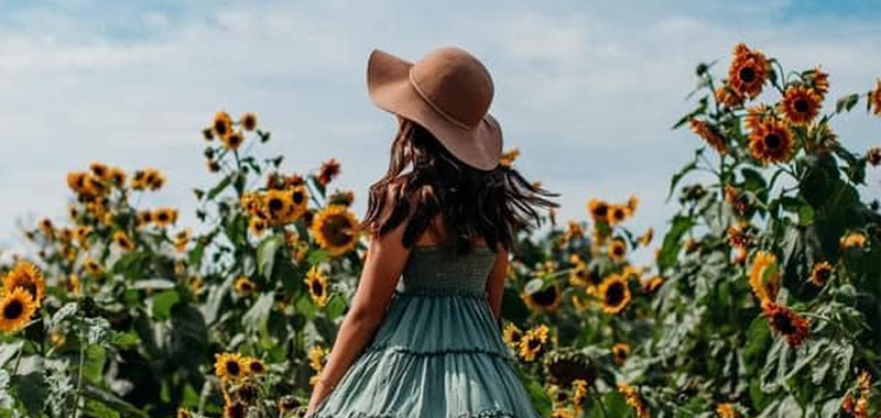 Guest Among The Sunflowers