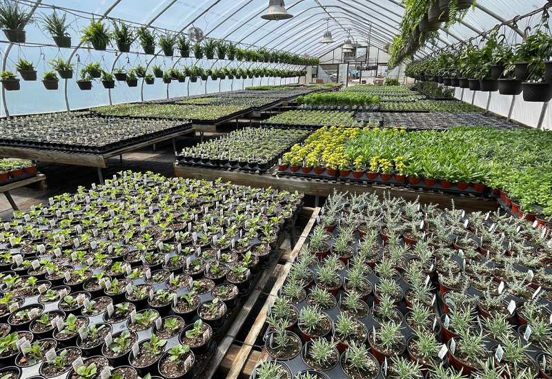 Plants Inside Greenhouse