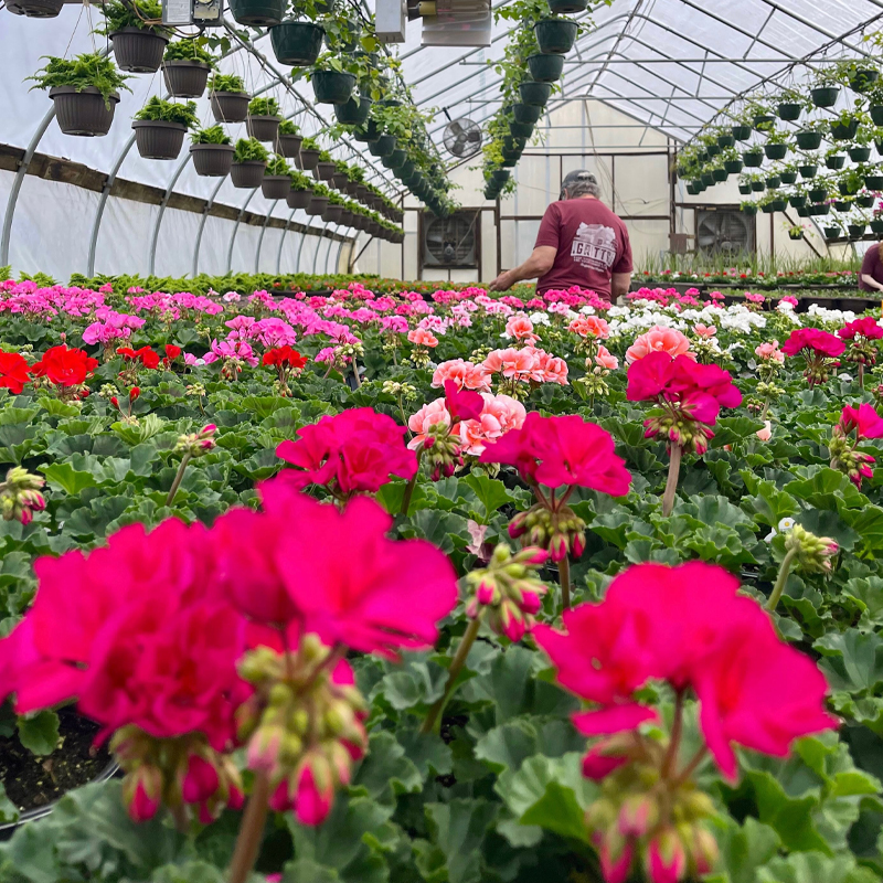 Flowers Inside Greenhouse